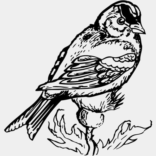 BIRD050 Thumbnail