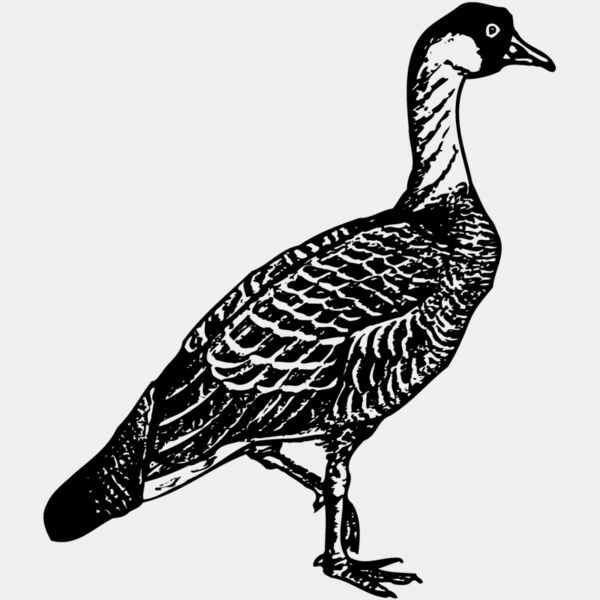 BIRD107 Thumbnail