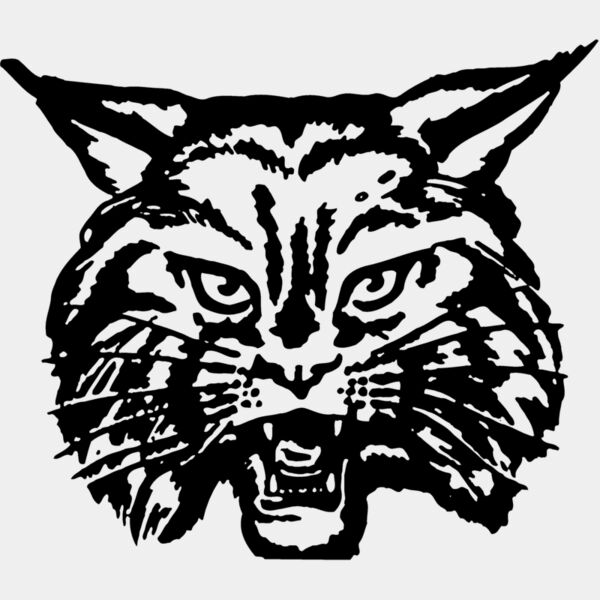 CAT03 Thumbnail