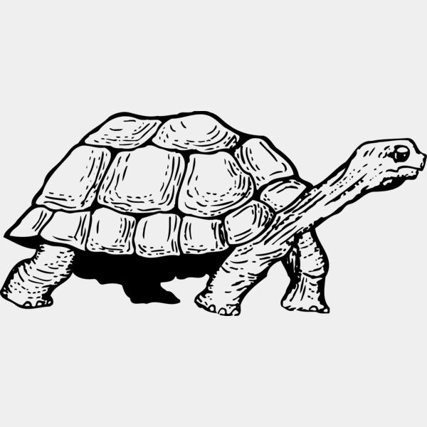 TURTLE01 Thumbnail